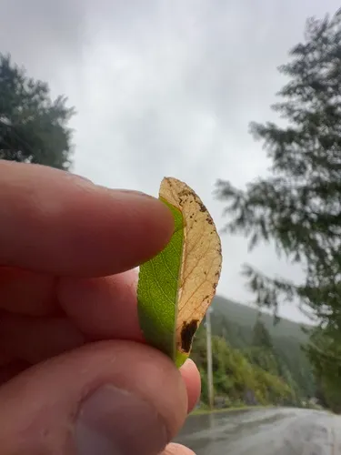 Setabara histrionica