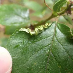 Blaesodiplosis crataegifolia thumbnail 2