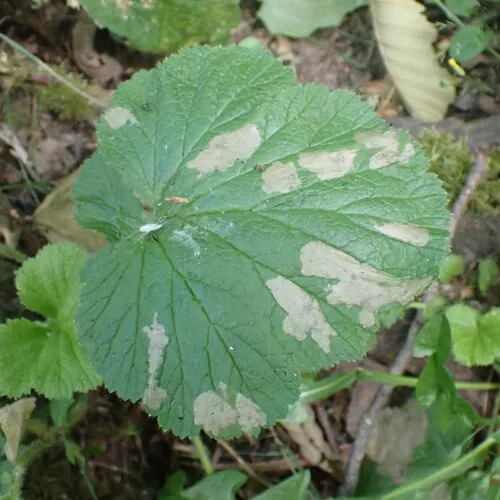 Avens Mining Sawfly