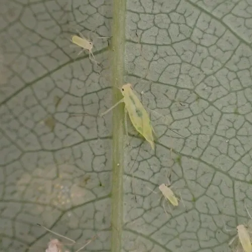 California Willow Aphid