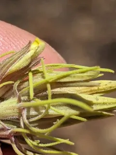 Bushy Bird's-beak thumbnail 2