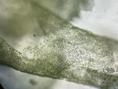 Tetraspora lubrica