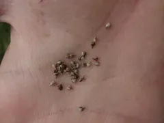 prickly bog sedge thumbnail 1