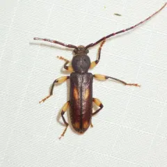 Ash and Privet Borer thumbnail 2