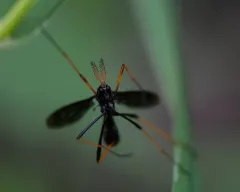Ctenophora apicata thumbnail 3
