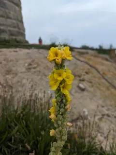 Dense-flowered Mullein thumbnail 2