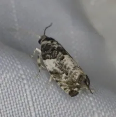 Gypsonoma adjuncta thumbnail 3