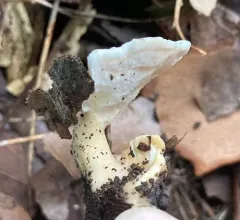 Loweomyces fractipes thumbnail 1