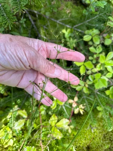 Woodland Rush