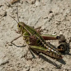 Plains Lubber Grasshopper thumbnail 3