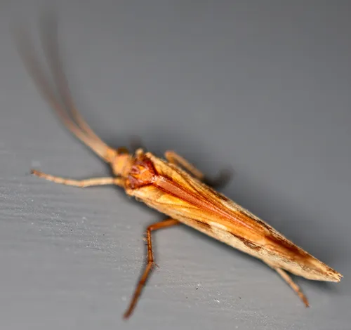 Diamond Northern Caddisfly