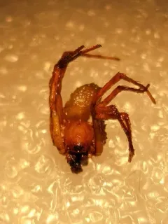 Coras lamellosus thumbnail 2