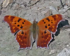 Question Mark thumbnail 5