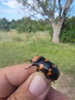 American Burying Beetle thumbnail 3