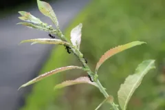 Small Willow Aphid thumbnail 1