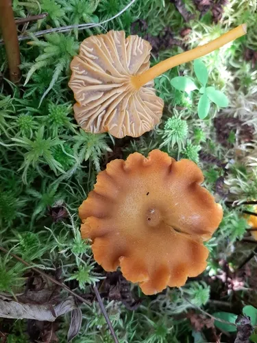 Laccaria longipes