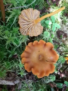 Laccaria longipes thumbnail 1