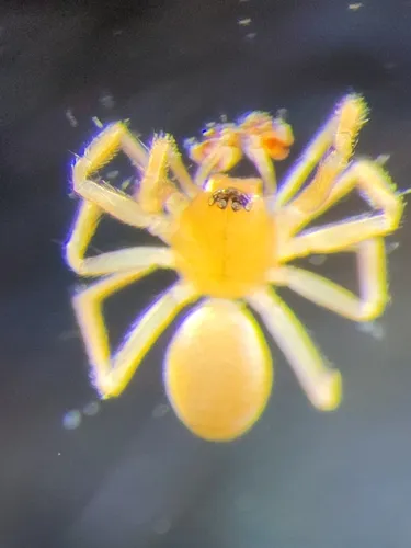 Diplocentria bidentata