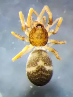 Scotinella pugnata thumbnail 3