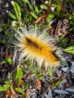 Arctic Woolly Bear Moth thumbnail 4