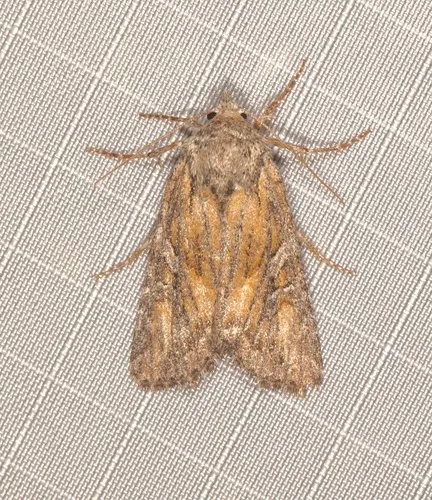Aseptis characta