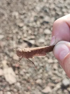 Undulant-Winged Grasshopper thumbnail 3