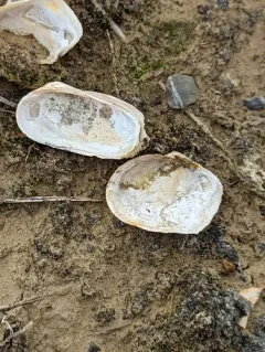 Truncate Softshell Clam thumbnail 4