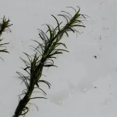 slender water-nymph thumbnail 4