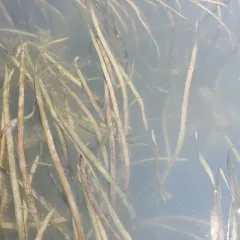 American eelgrass thumbnail 4