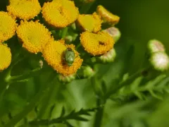 Apolygus lucorum thumbnail 3
