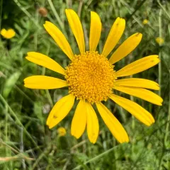 Golden marguerite thumbnail 3