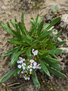 Smooth Northern-rockcress thumbnail 1