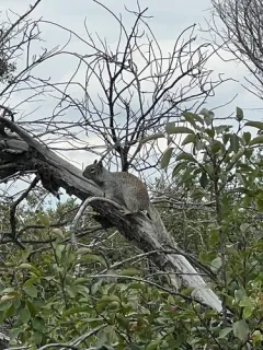 Rock Squirrel thumbnail 2