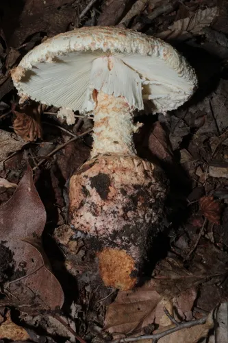 Carrot-Footed Lepidella