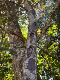 sooty bark disease thumbnail 3