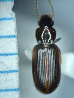 Congeneric Harp Ground Beetle thumbnail 2