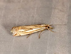 Whitmer's Grass-veneer thumbnail 1