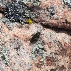 Pentacora ligata thumbnail 2