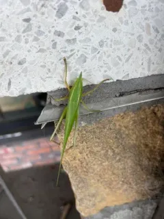 Slightly Musical Conehead Katydid thumbnail 3