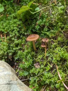 Inocybe involuta thumbnail 4