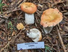 Russula montana thumbnail 3