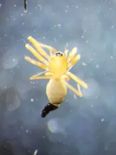 Complicated Sheet-web Weaver thumbnail 1