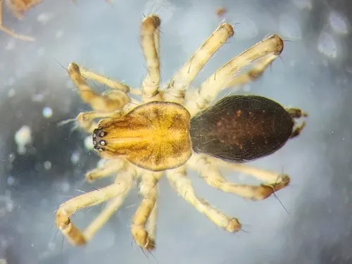 Novalena intermedia