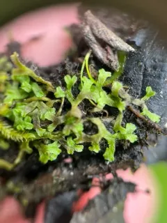 Pond Crystalwort thumbnail 2