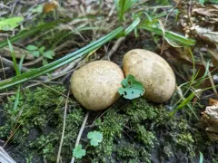Potato Earthball thumbnail 4