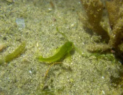 Fluffy Sculpin thumbnail 3