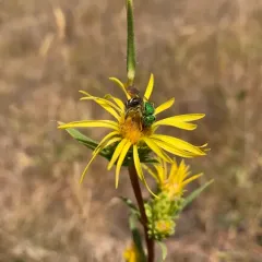 clustered goldenweed thumbnail 2