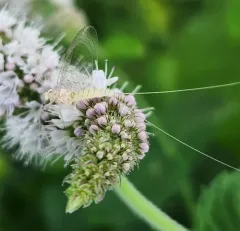Maccaffertium mediopunctatum thumbnail 4