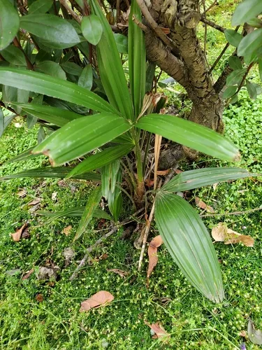 Chusan Palm