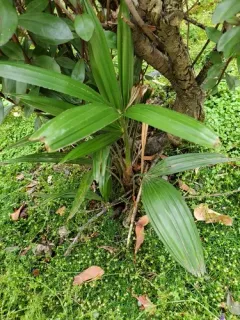 Chusan Palm thumbnail 1